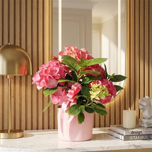 Pink Potted Pink Hydrangea Gift