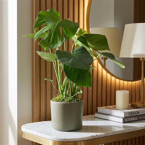 Deve Tabanı - Yeşil Saksıda Monstera