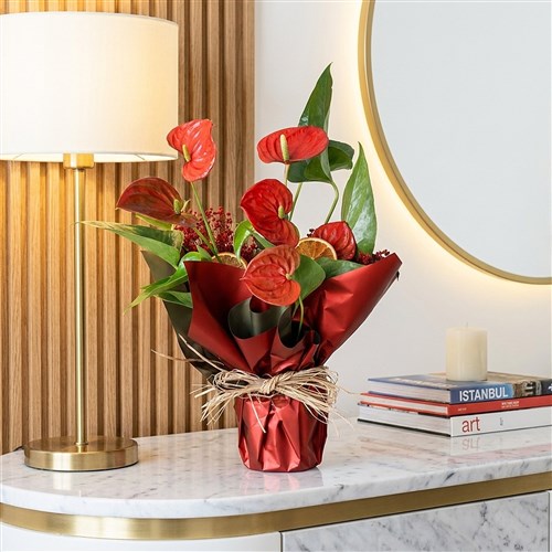 Red Anthurium Gift (Kırmızı Antoryum)