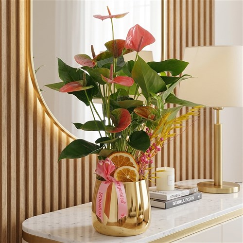 Premium Pink Anthurium (Gold Saksılı Pembe Antoryum)