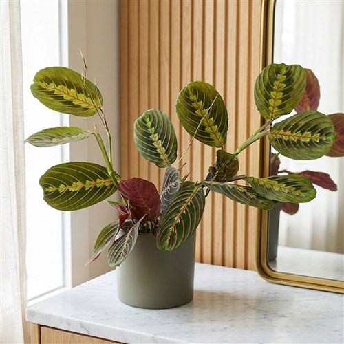Maranta Tricolor (Dua Çiçeği)