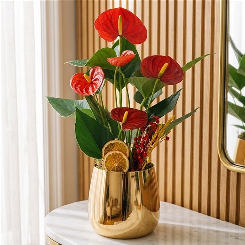 Premium Golden Anthurium Gift (Kırmızı Antoryum Aranjmanı)