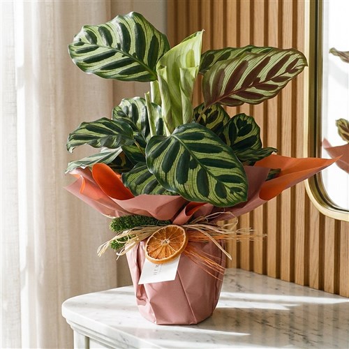 Calathea Makoyana Gift (Hediye Dua Çiçeği)