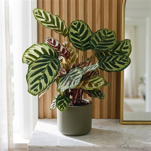Calathea Makoyana (Dua Çiçeği)