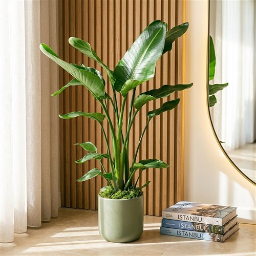 Strelitzia (2-3 Gövdeli Starliçe Cennet Kuşu Bitkisi) 85-90 cm