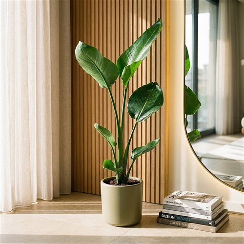 Strelitzia - Starliçe Cennet Kuşu Bitkisi - 65-70cm