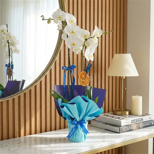 Blue Serenity Orchid (White Orchid in Blue Gift Packaging)