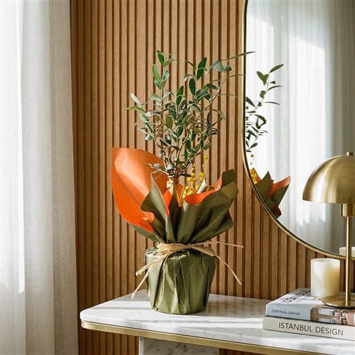 Zeytin Ağacı Hediye Paketli (Green Olive Gift)