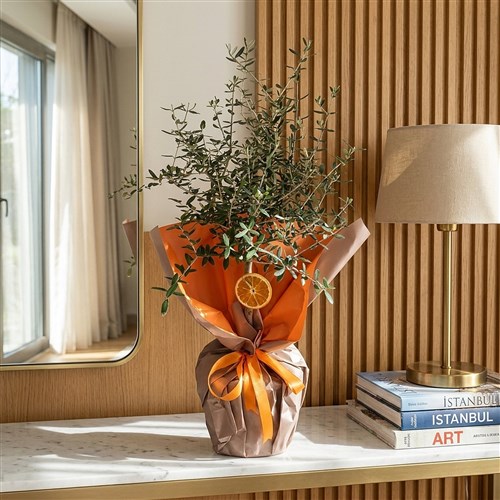 Zeytin Ağacı - Büyük Boy (Olive Tree Gift)