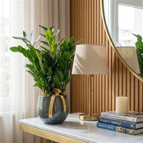 Zamia Bitkisi - Seramik Saksıda,Premium (Zamioculcas)