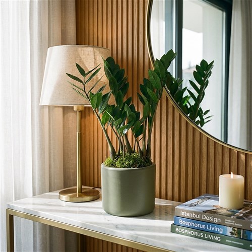 Zamioculcas ZZ Plant