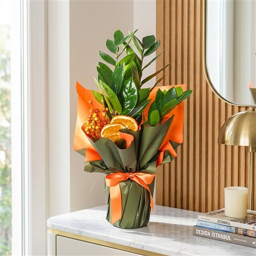 Zamioculcas Gift (Hediye Paketli Zamia Çiçeği)