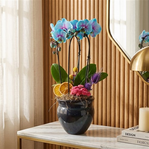 Mavi Çember Orkide - Premium Saksıda (Heavenly Blue)