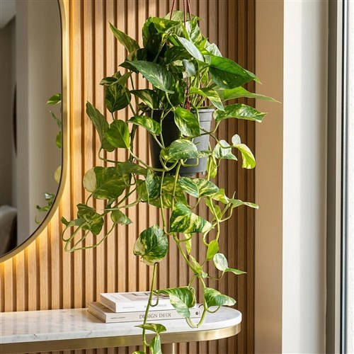 Golden Pothos (Askılı Sarmaşık) Large