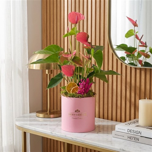Premium Anthurium Gift (Pink Anthurium Arrangement)