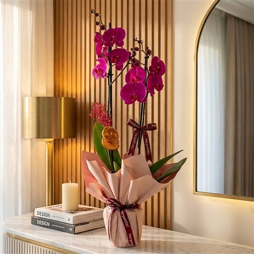Elegant Purple Orchid