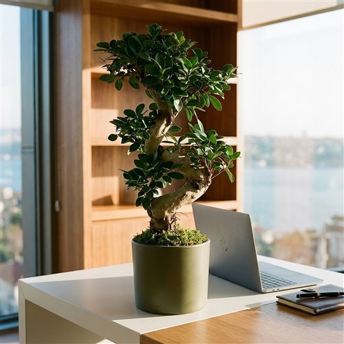 S Gövdeli Bonsai Ağacı Large