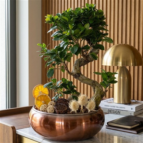 Bonsai Design Gift (Bakır Saksıda Tasarım Bonsai Aranjmanı)