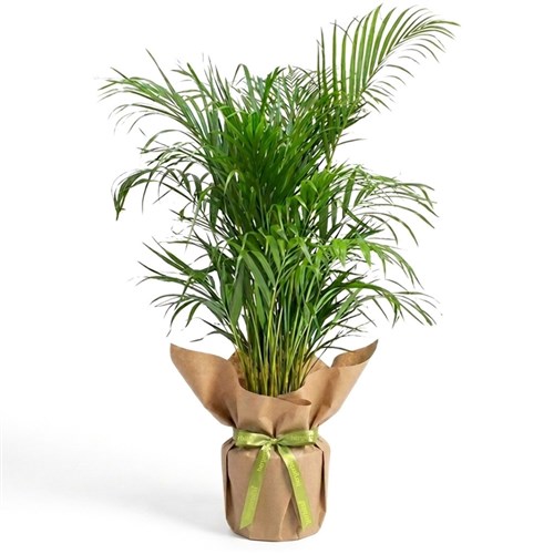 Areca Tree - Gift Packaged, 160-180cm