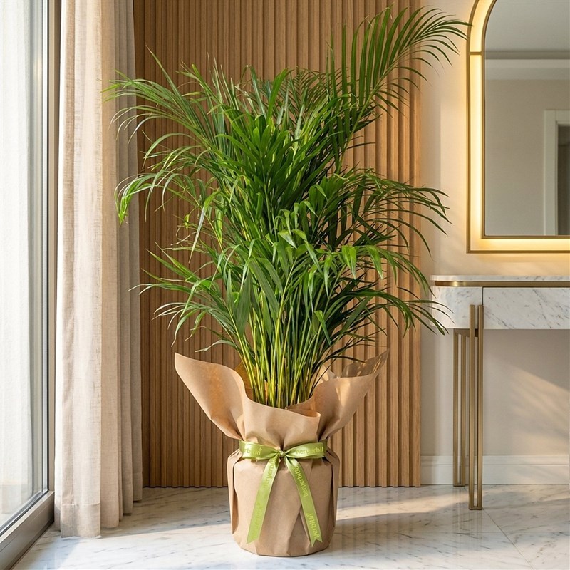 Areca Tree - Gift Packaged, 160-180cm