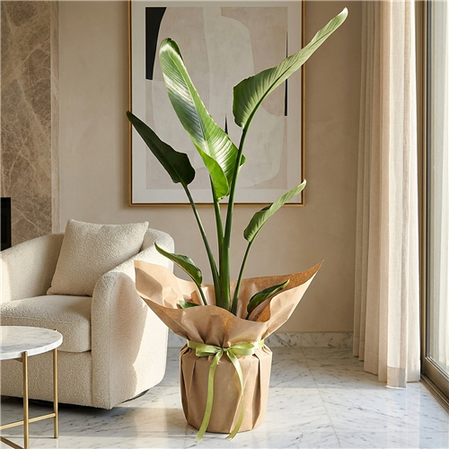 Paradise Leaf (Sternliçe Gift in Kraft Pack)
