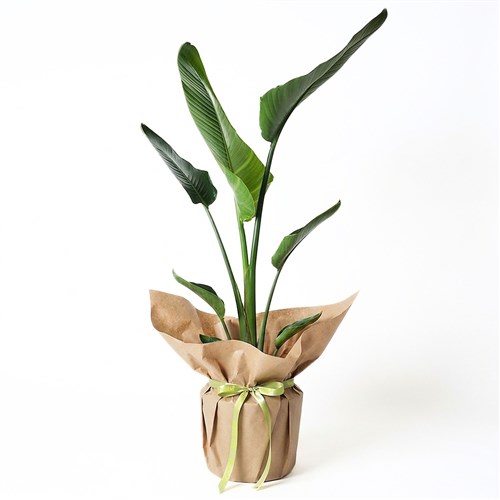 Paradise Leaf (Sternliçe Gift in Kraft Pack)
