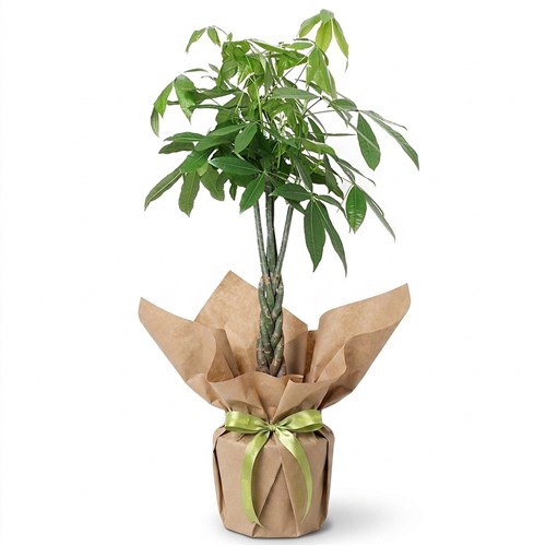Lucky Roots (Kraft Hediye Paketinde Pachira)