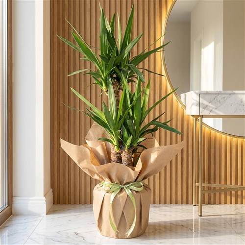 Timeless Green (3-Stem Yucca Plant in Kraft Pack)