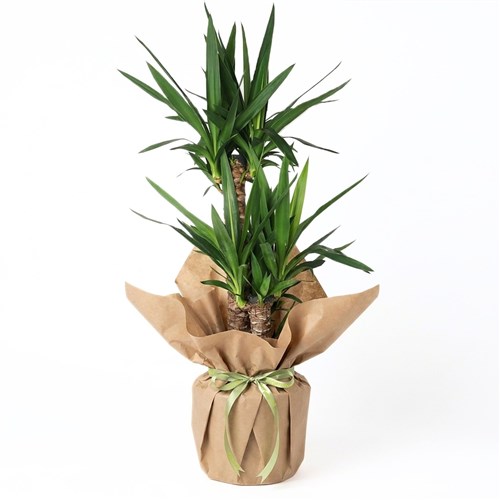 Timeless Green (3-Stem Yucca Plant in Kraft Pack)