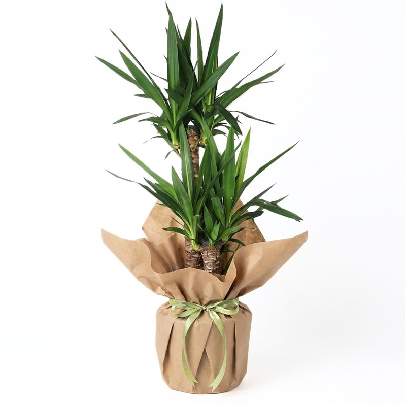 Timeless Green (3-Stem Yucca Plant in Kraft Pack)