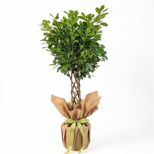 Elegant Roots (Kraft Pack Braided Benjamin)