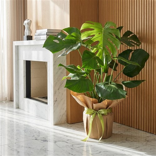 Monstera - Kraft Packaged
