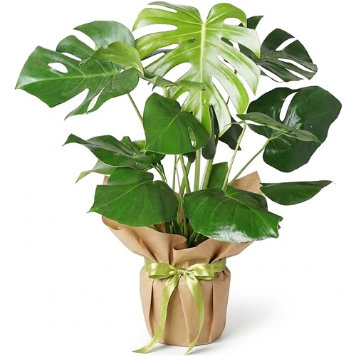 Monstera - Kraft Packaged