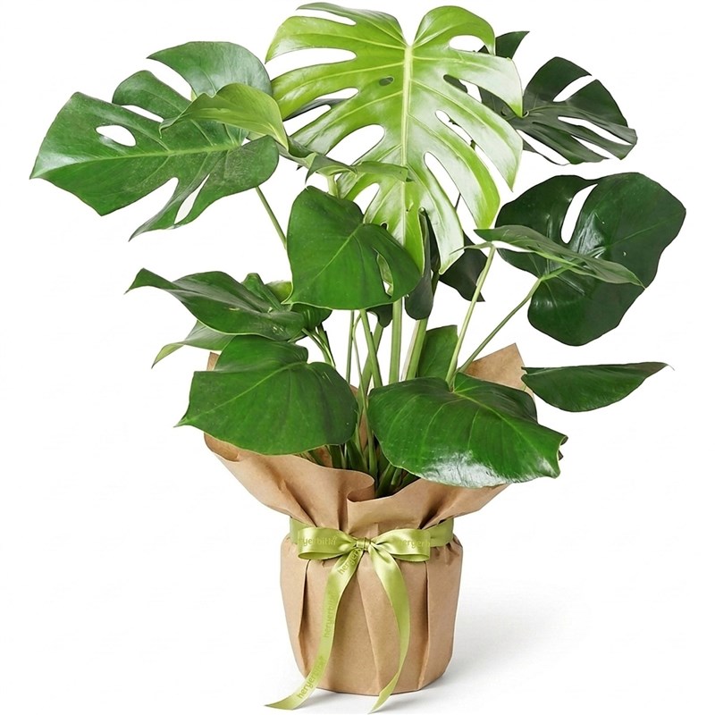 Monstera - Kraft Packaged