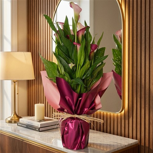 Superior Pink Gala Gift (Pembe Gala Çiçeği)