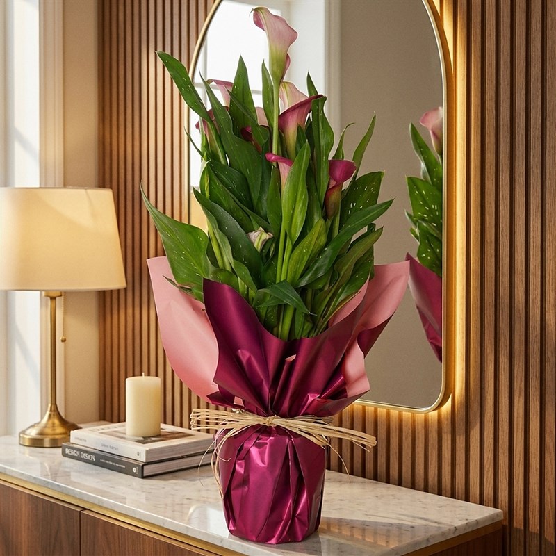 Superior Pink Gala Gift (Pembe Gala Çiçeği)