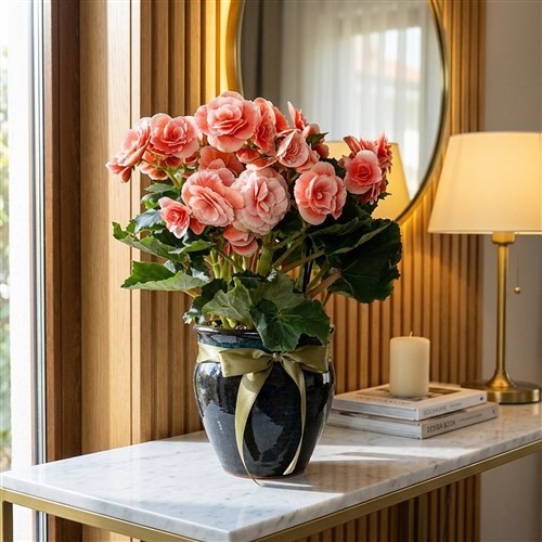 Premium Begonia Borias (Katmerli Begonya)
