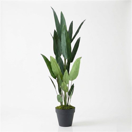 Yapay Starliçe Regina 150cm - Plastik Saksılı