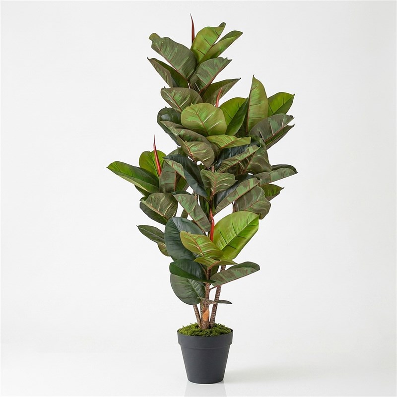Artificial Rubber Plant 170cm - in Clay Pot