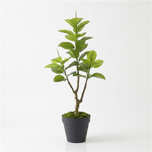Yapay Yeşil Ficus Audrey 135cm - Plastik Saksılı