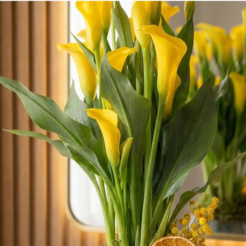 Yellow Gala (Yellow Calla Lily in Premium Vase)