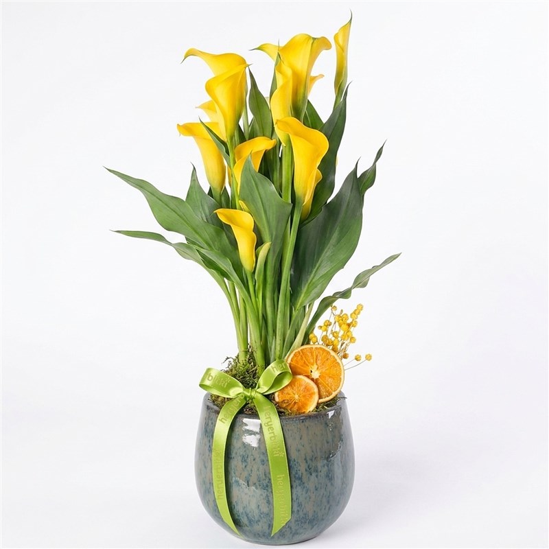 Yellow Gala (Yellow Calla Lily in Premium Vase)