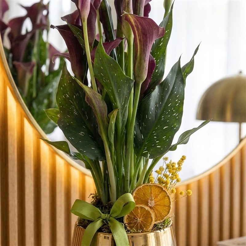 Pink/Purple Calla Lily in Gold Pot