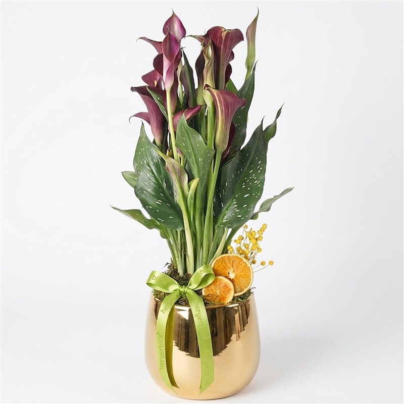 Pink/Purple Calla Lily in Gold Pot