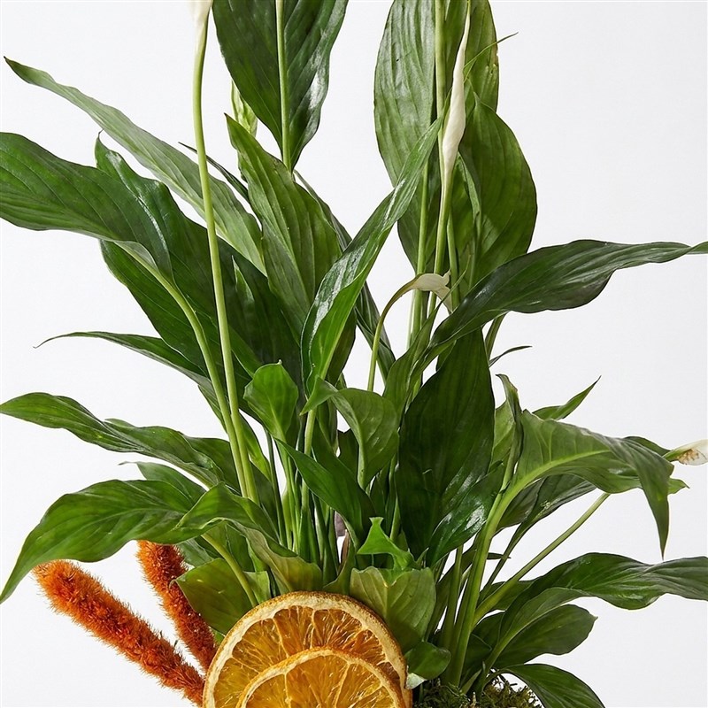 Peace Lily - Premium in Gold Pot
