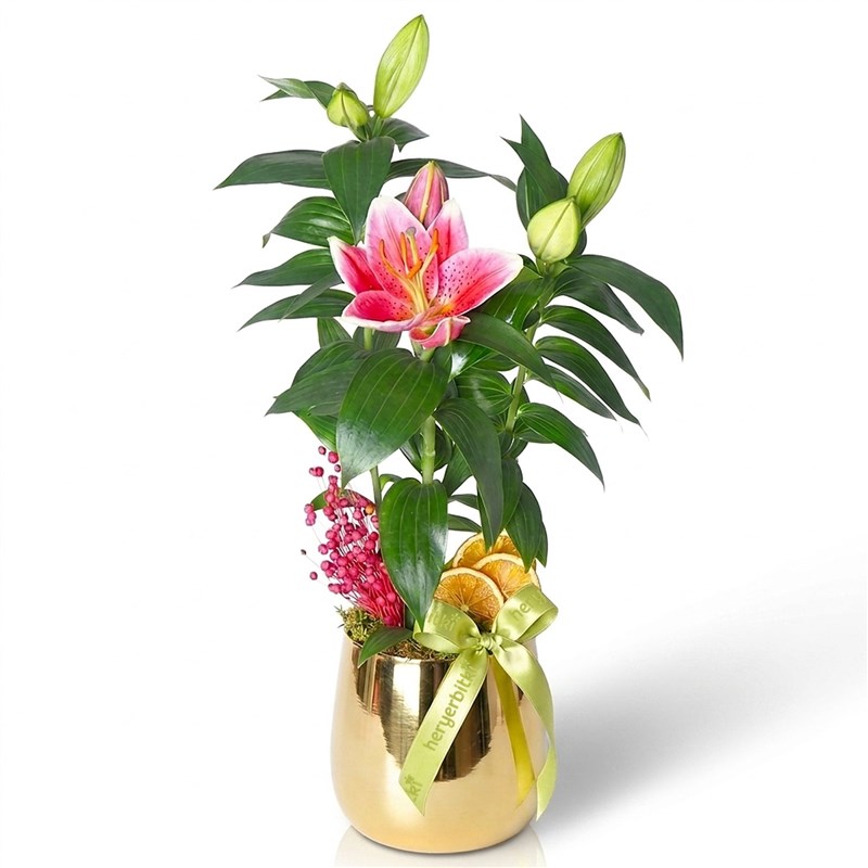 Fragrant Lily Flower - Premium in Gold Pot