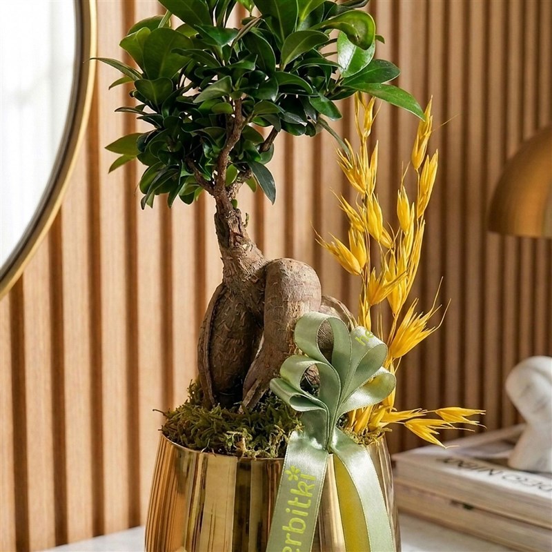 Bonsai Ficus Ağacı - Gold Saksıda Premium