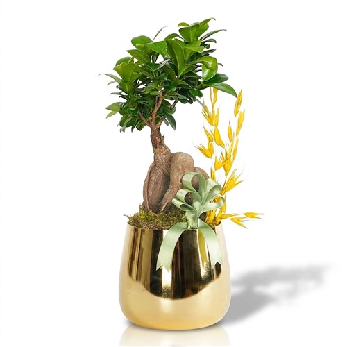 Bonsai Ficus Ağacı - Gold Saksıda Premium