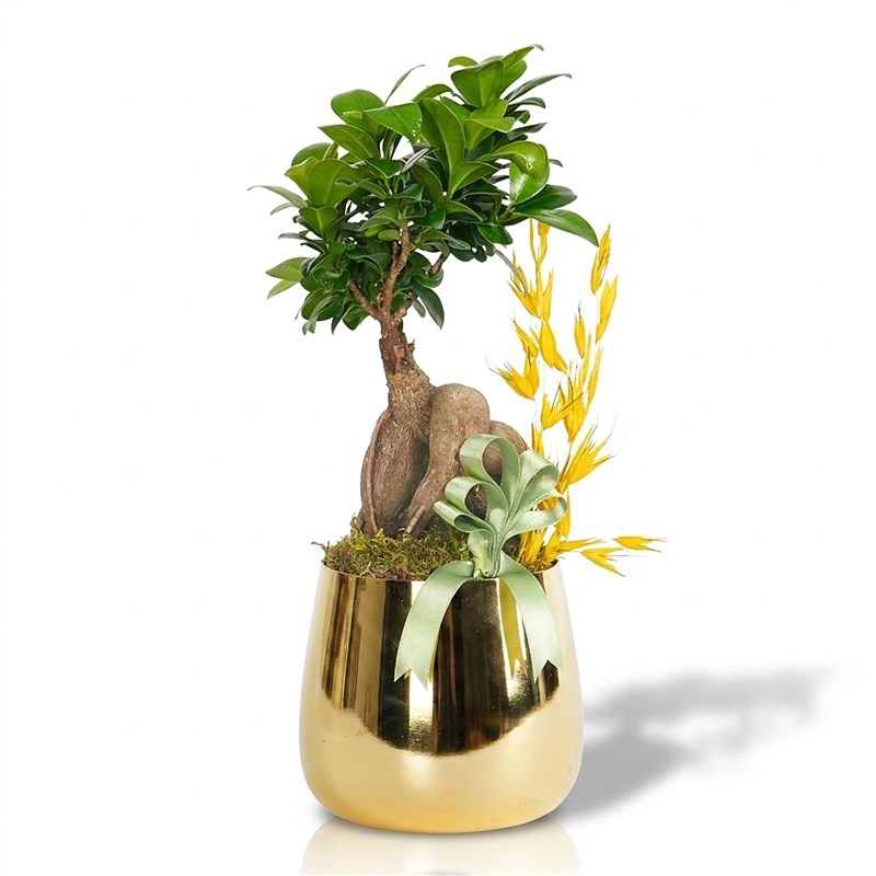 Bonsai Ficus Ağacı - Gold Saksıda Premium