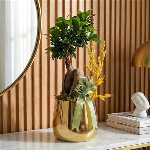Bonsai Ficus Ağacı - Gold Saksıda Premium